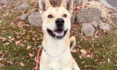 Valerie, a 2-year-old Husky/Shephard mix at Brightside Animal Center